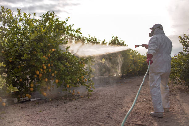 Best Pest Prevention Services  in Hazel Crest, IL